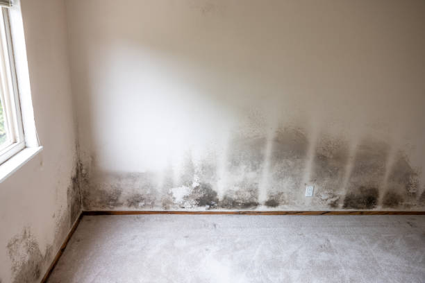 Best Mold Odor Removal Services  in Holton, KS