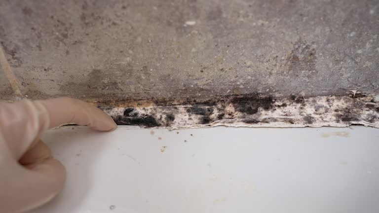 Best Asbestos and Lead Testing During Mold Inspection  in Holton, KS